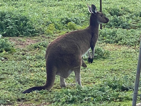 Ten surprising things about Australia (WA)