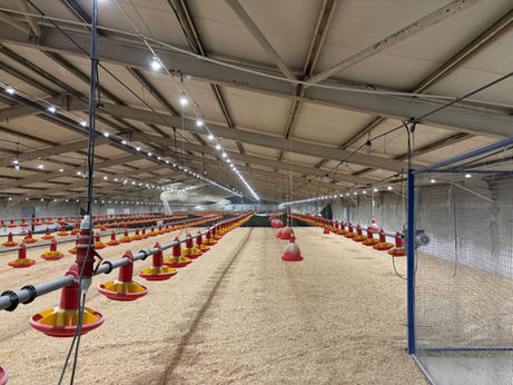 Poultry Lighting 