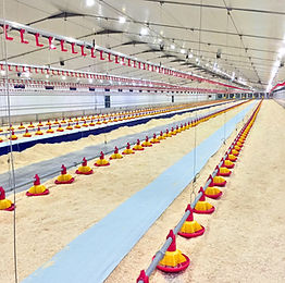 V-LIGHT POULTRY LED LIGHTING