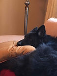 Archie catching some z's.