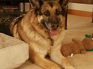 Boone relaxing with his favorite toy.