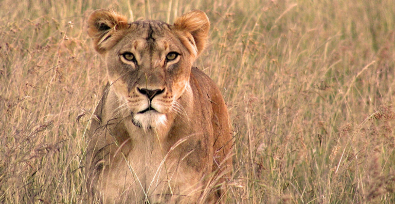 Lioness homepage photo