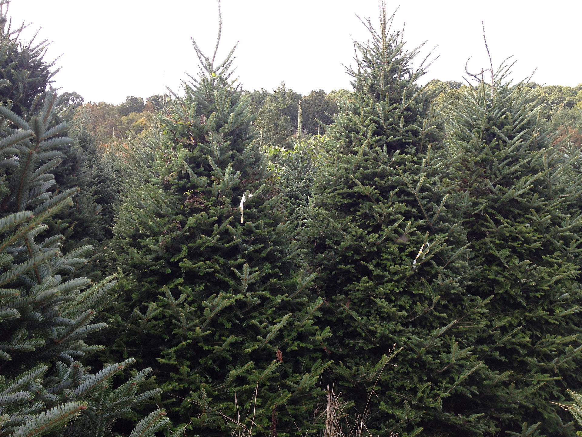 Woodie Tree Farms Real Christmas Trees Huntersville, NC