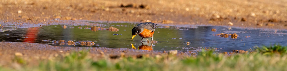 Robin Bathing