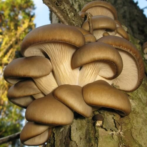 Thumbnail: Blue Oyster Mushroom Spore syringe 10ml