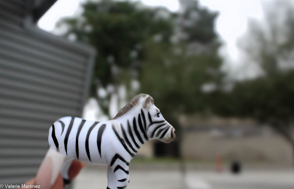 Zebra moving while taking picture