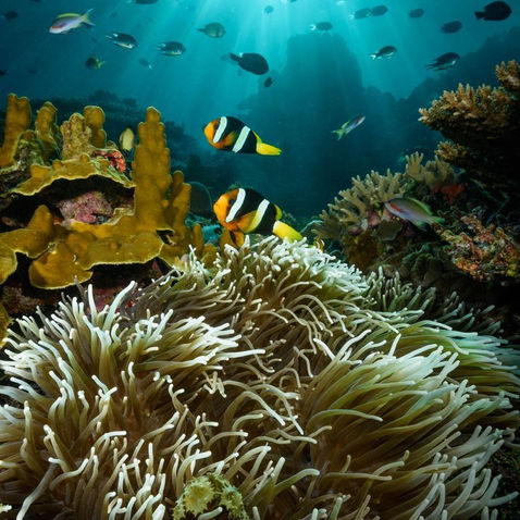 Amazing sea creatures