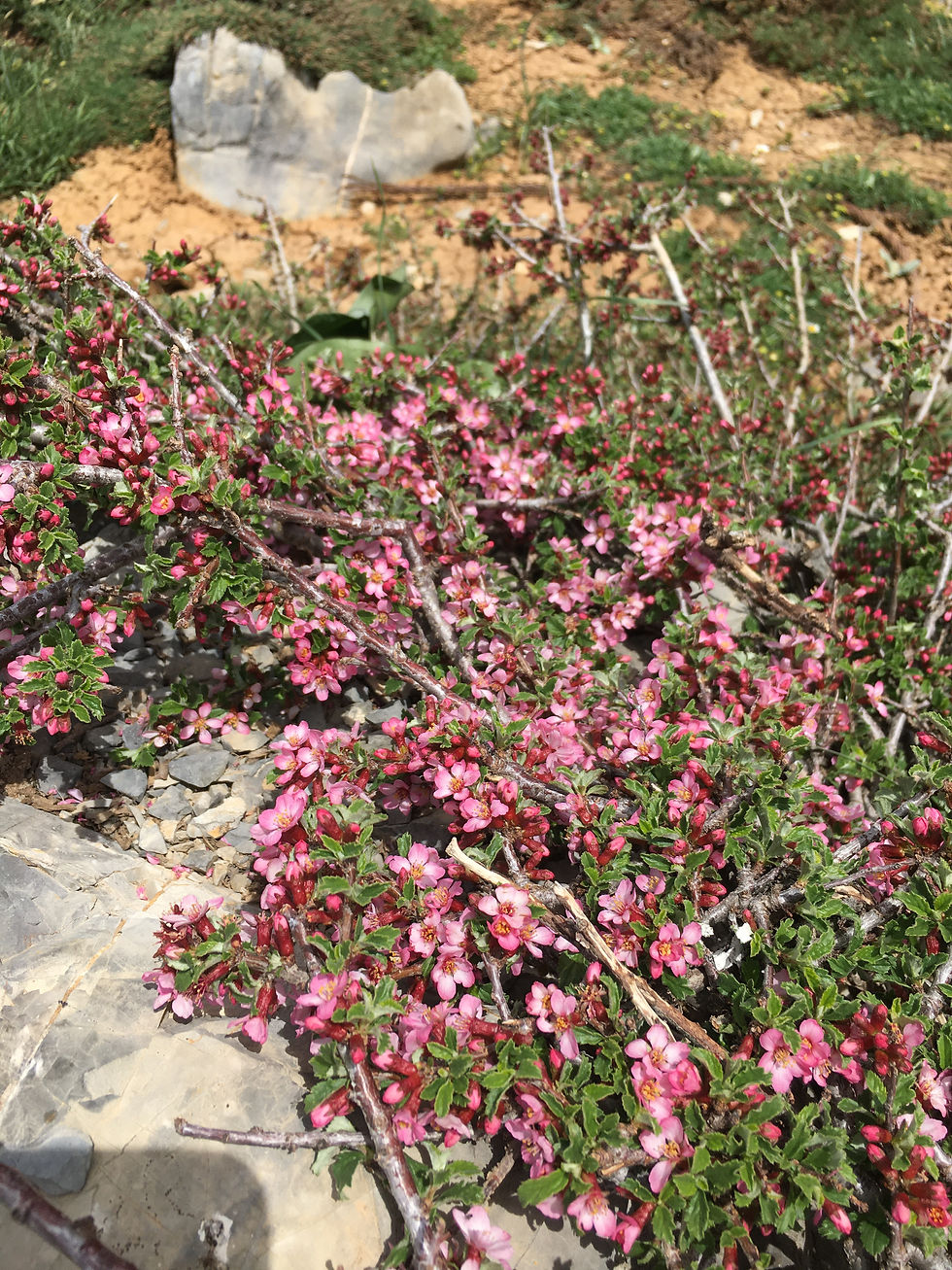 תמונה ממוזערת: טיולי קיץ