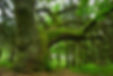großer_Baum.jpg