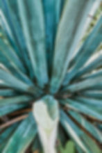 blue-agave-plantation-in-the-field-to-make-tequila-2025-02-02-11-48-18-utc.jpg