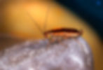 Close up of a cockroach sitting atop a dry stone.