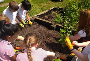 Food growing at primary school.jpg