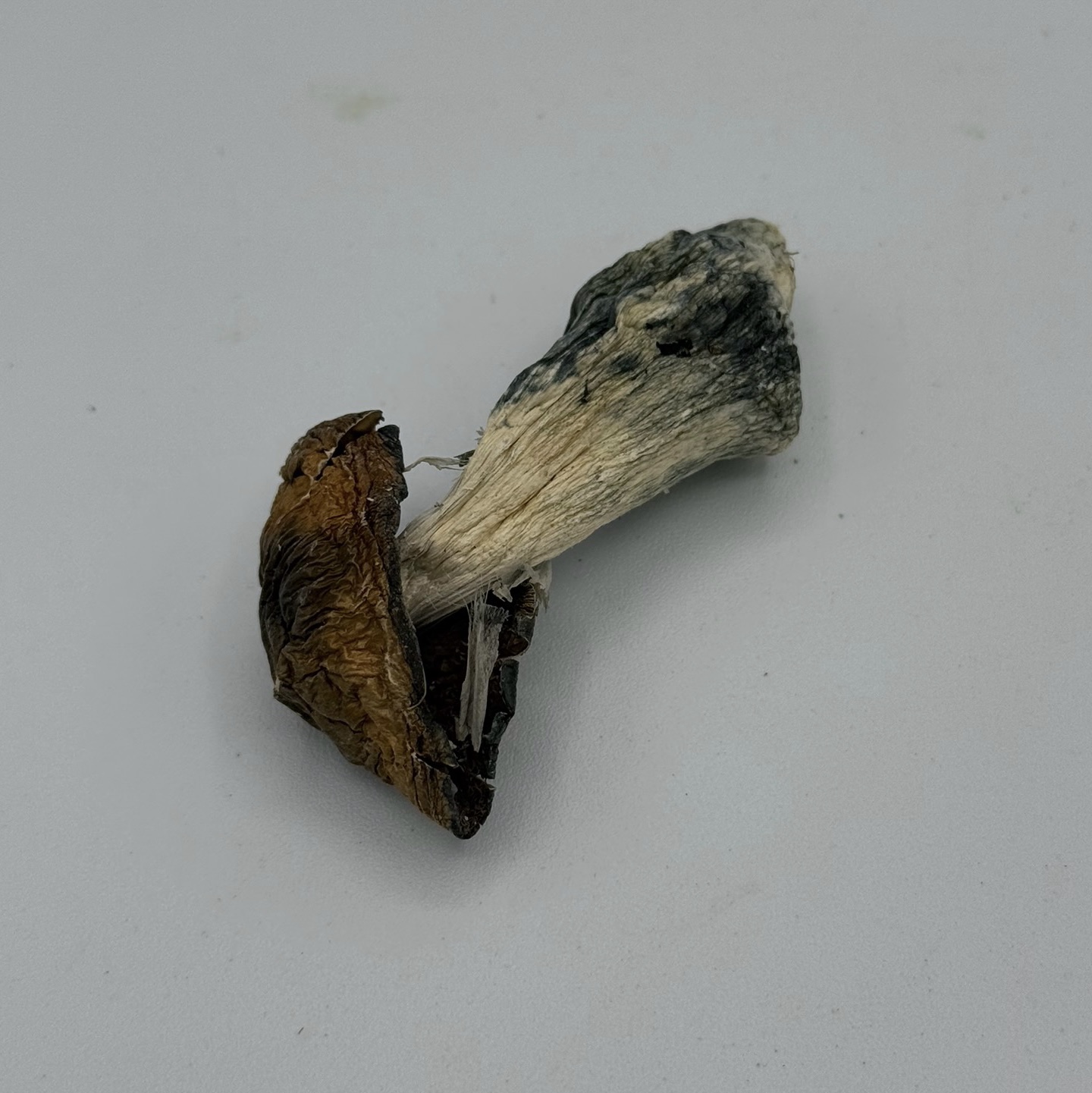 DINO