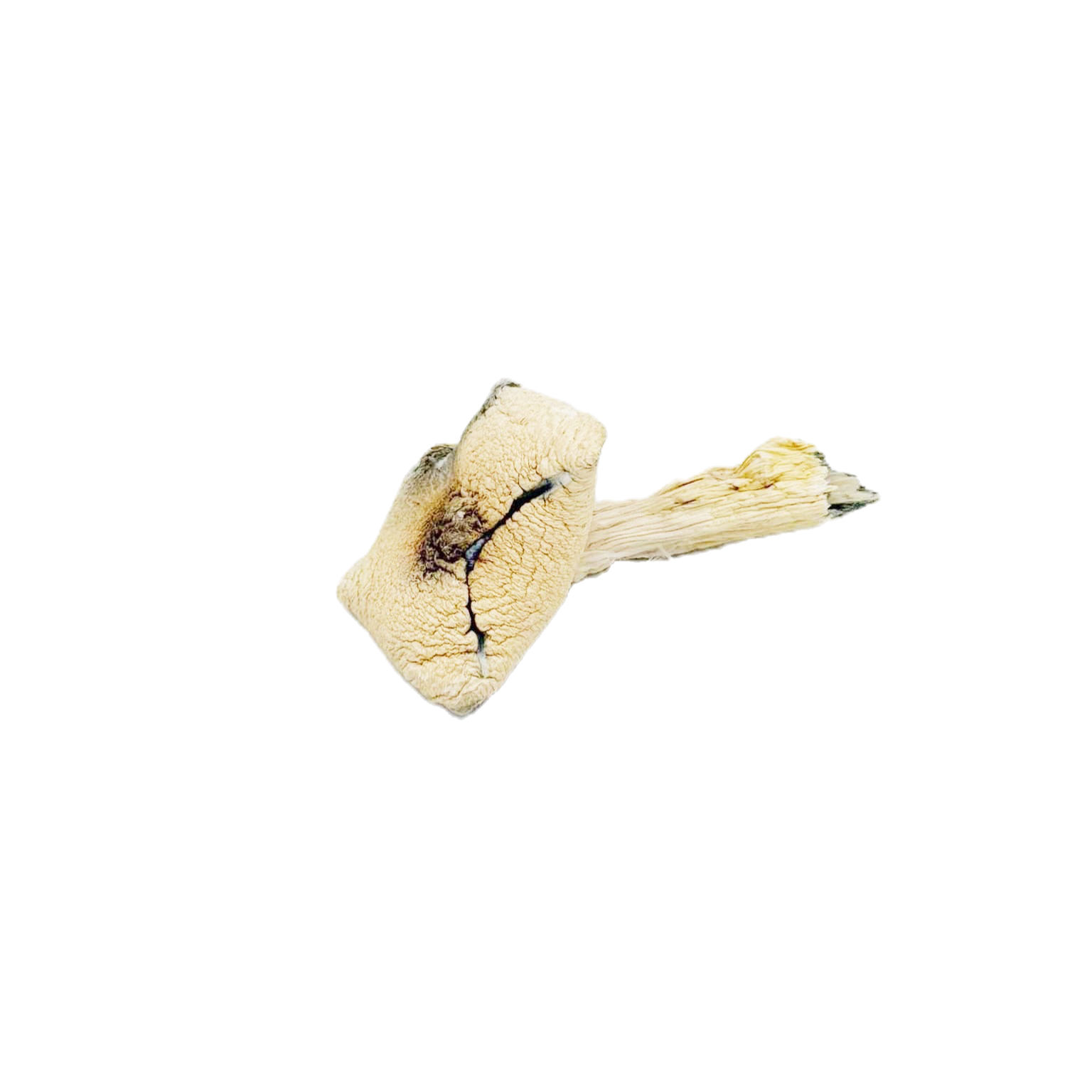 Dried Shrooms | White Goliath