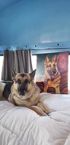 German Shepherd on a bed next to its commission portrait
