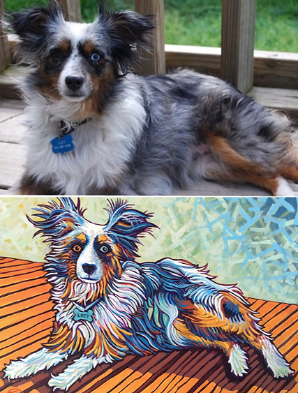 Commissioned pet portrait of a blue merle Australian Shepherd.