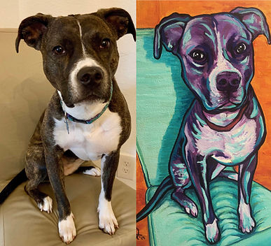 Pet portrait commission work of a black and white dog
