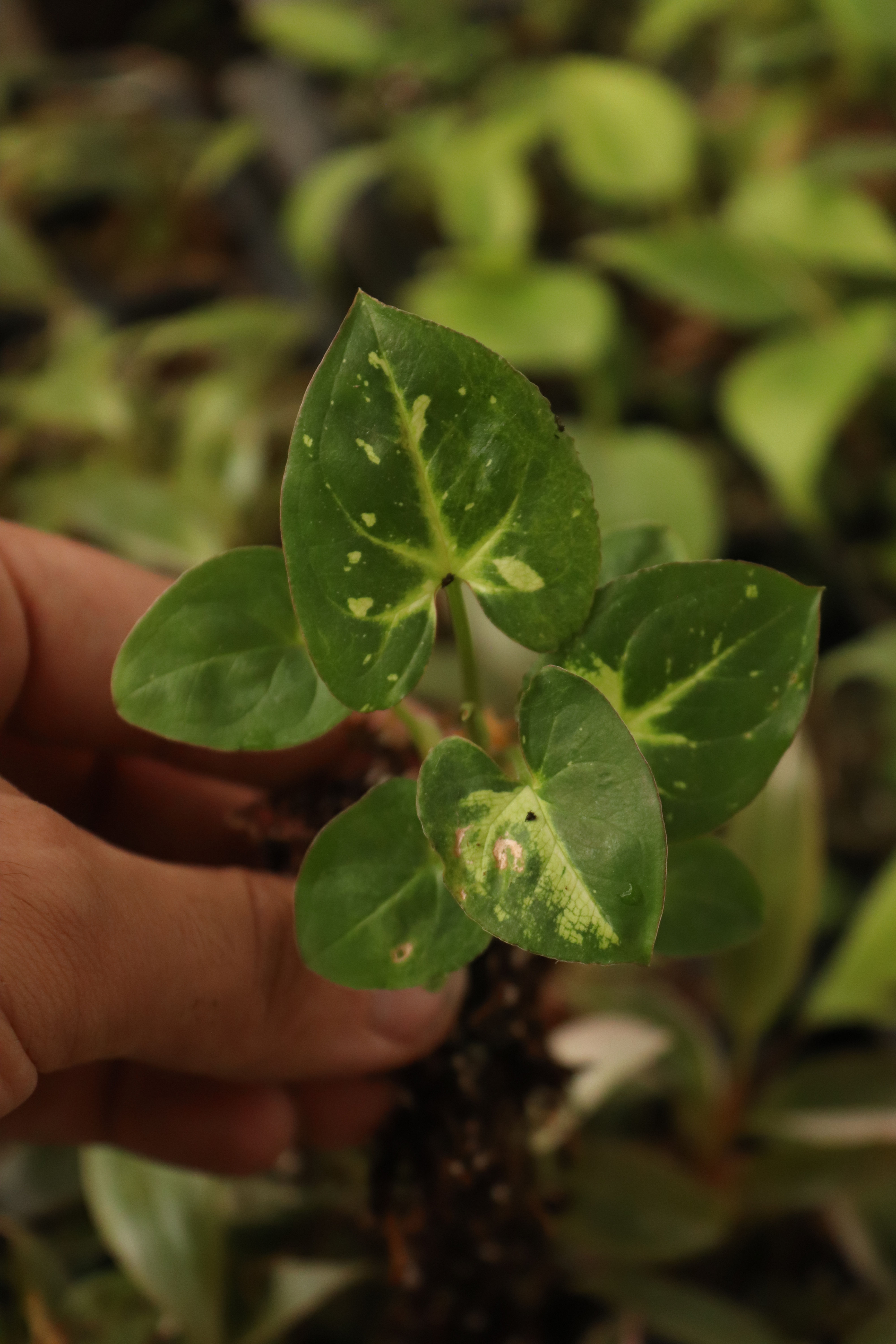 Syngonio panda - 10 unidades