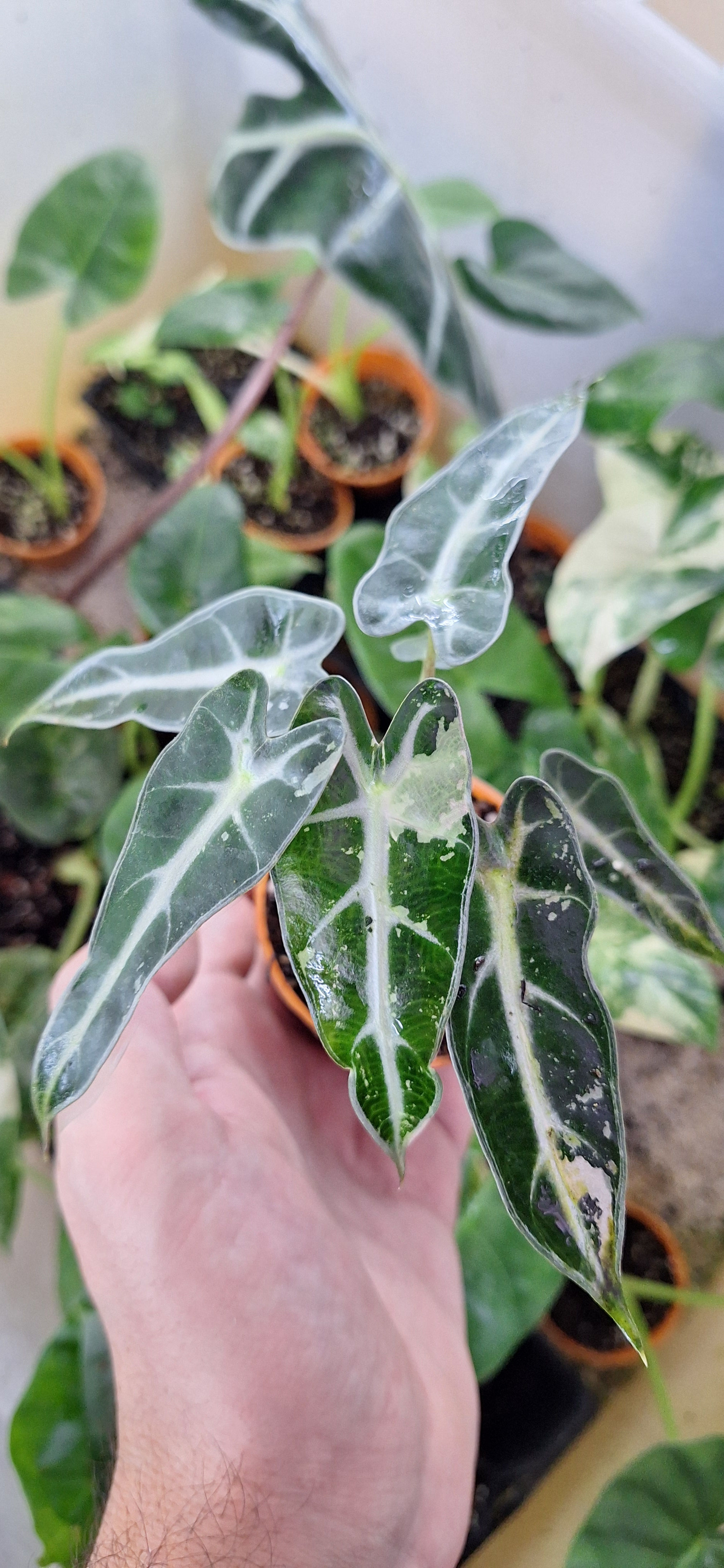 Piccolini Pink Variegada