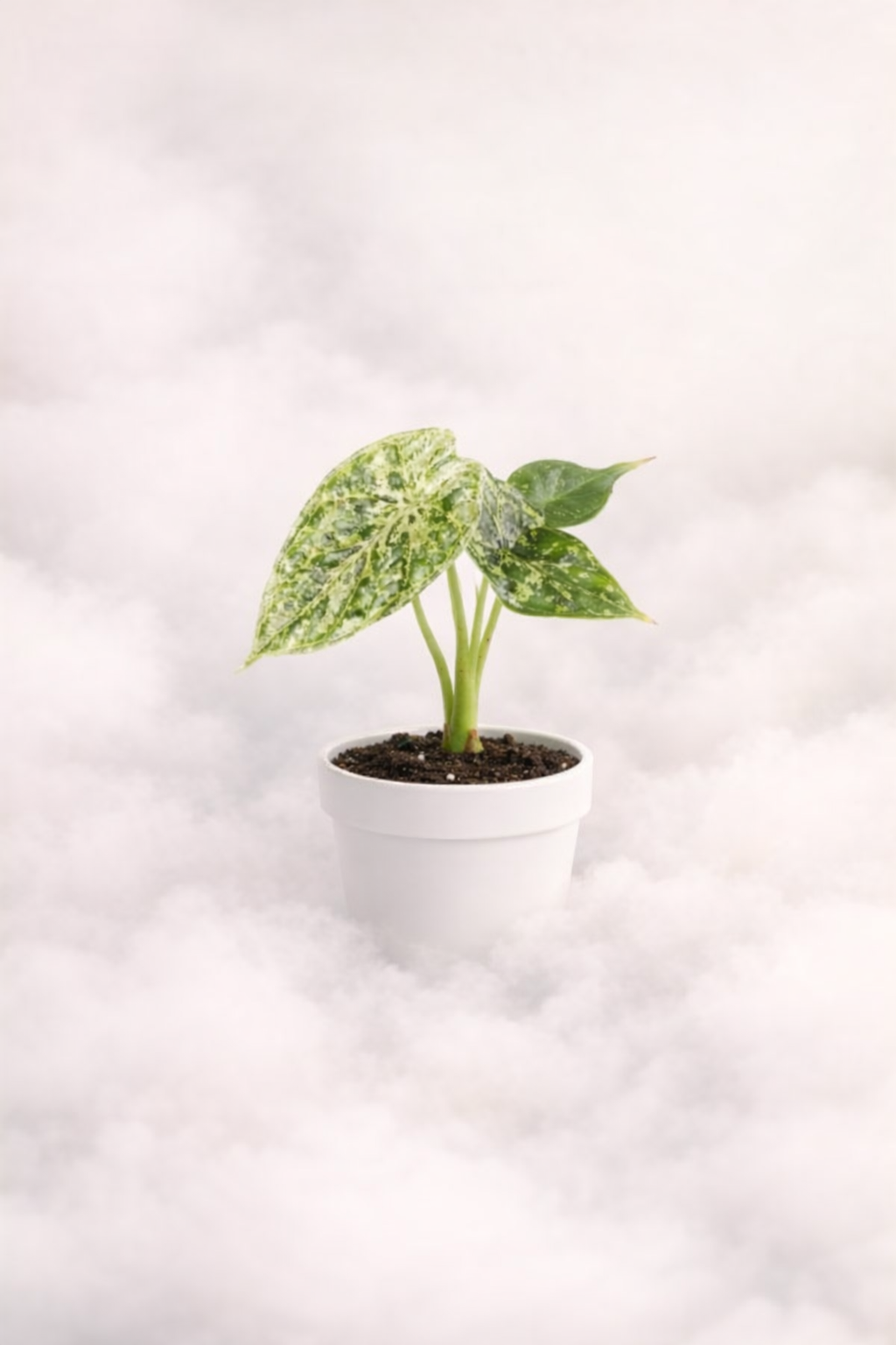 Dragon scale mint - Preventa