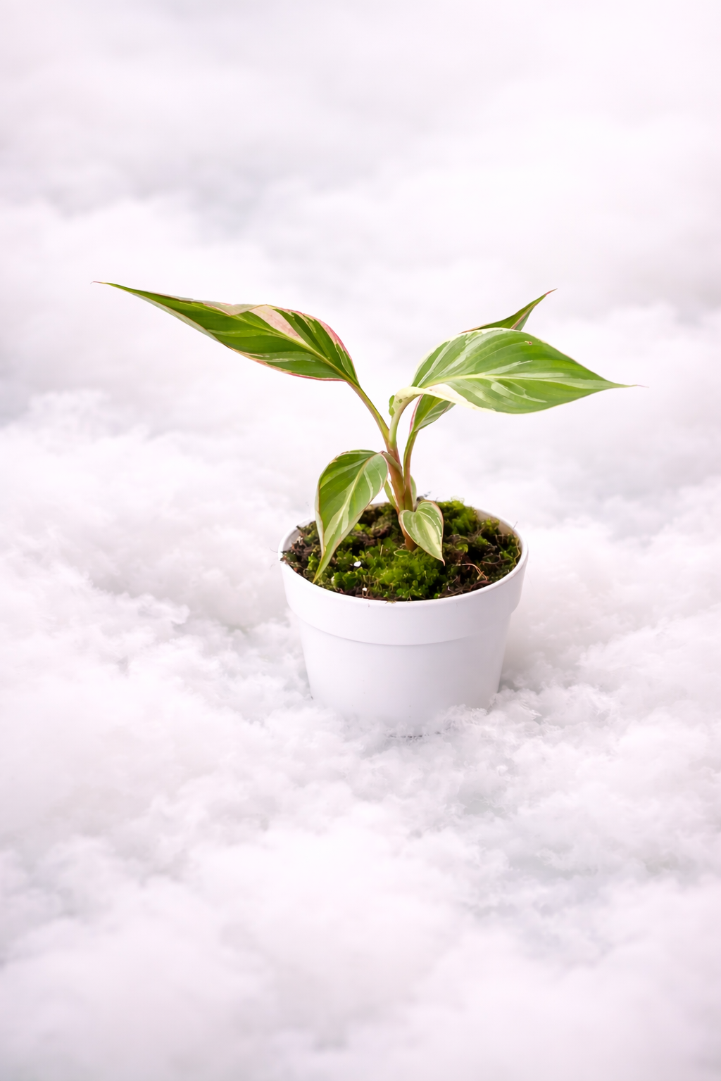 Musa Nono - Preventa