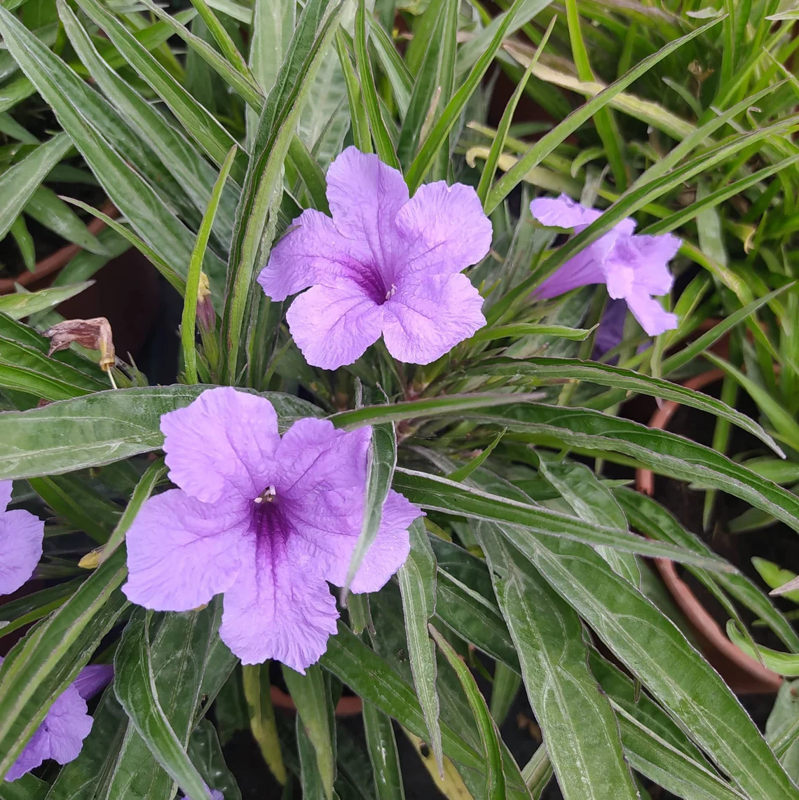 RUELLIA BRITONIANA.webp