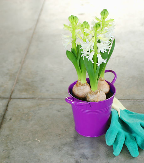White Hyacinth in Purple Bucket