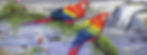 Macaws
