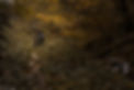 223A4523-Verbessert-RR.jpg
