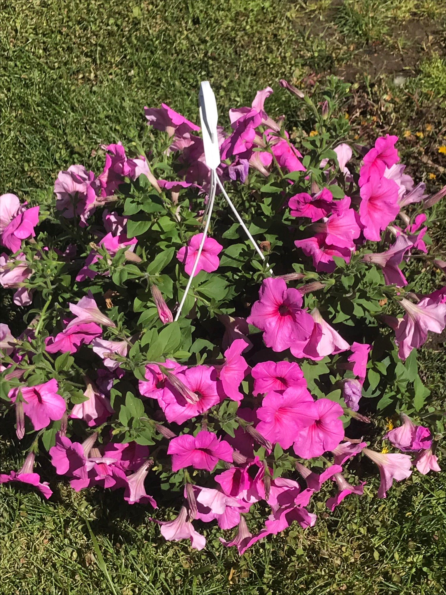 Petunia