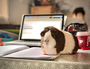 Meerschweinchen.jpg