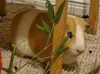 Meerschweinchen