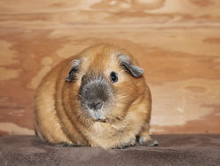 Meerschweinchen