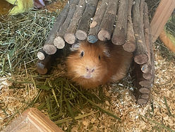 Meerschweinchen