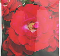 Red rose floral scarf