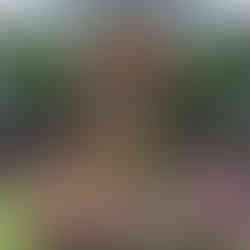 Flowers and hanging baskets of leaves and flowers inside the Floral Showhouse