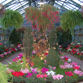 Flowers and hanging baskets of leaves and flowers inside the Floral Showhouse