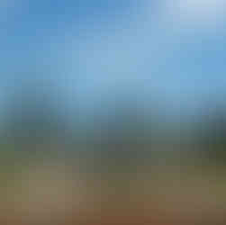 Floral Gardens with Pine trees in the background