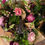 Thumbnail: Fresh Flower Gift bouquet