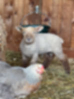 Cartaya's ram lamb 2026