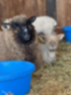 2026 lambs: Cartaya's Ram Lamb