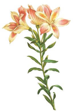 Long Stem Flower Illustration
