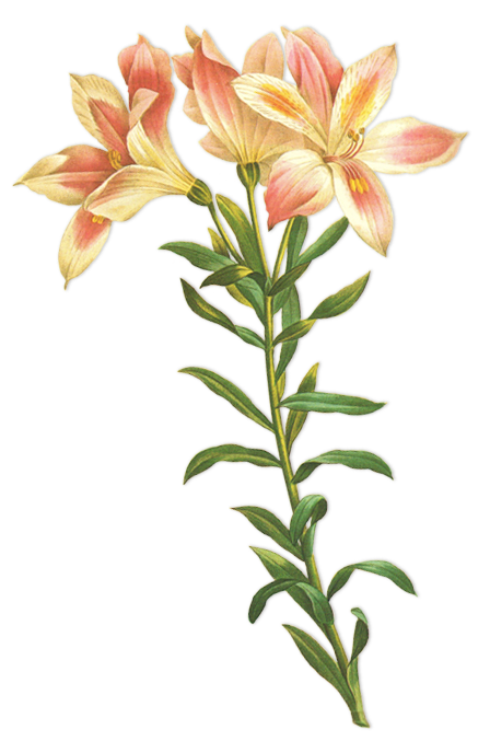 Pink Lily Illustration
