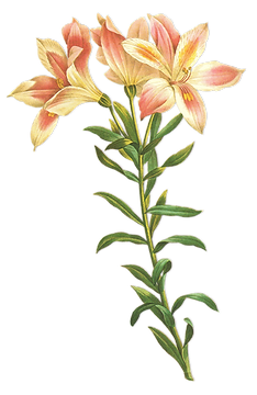 Long Stem Flower Ilustração