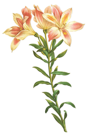 長い茎の花のイラスト