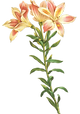 Long Stem Flower Illustration