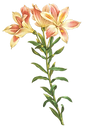 Long Stem Flower Illustration 