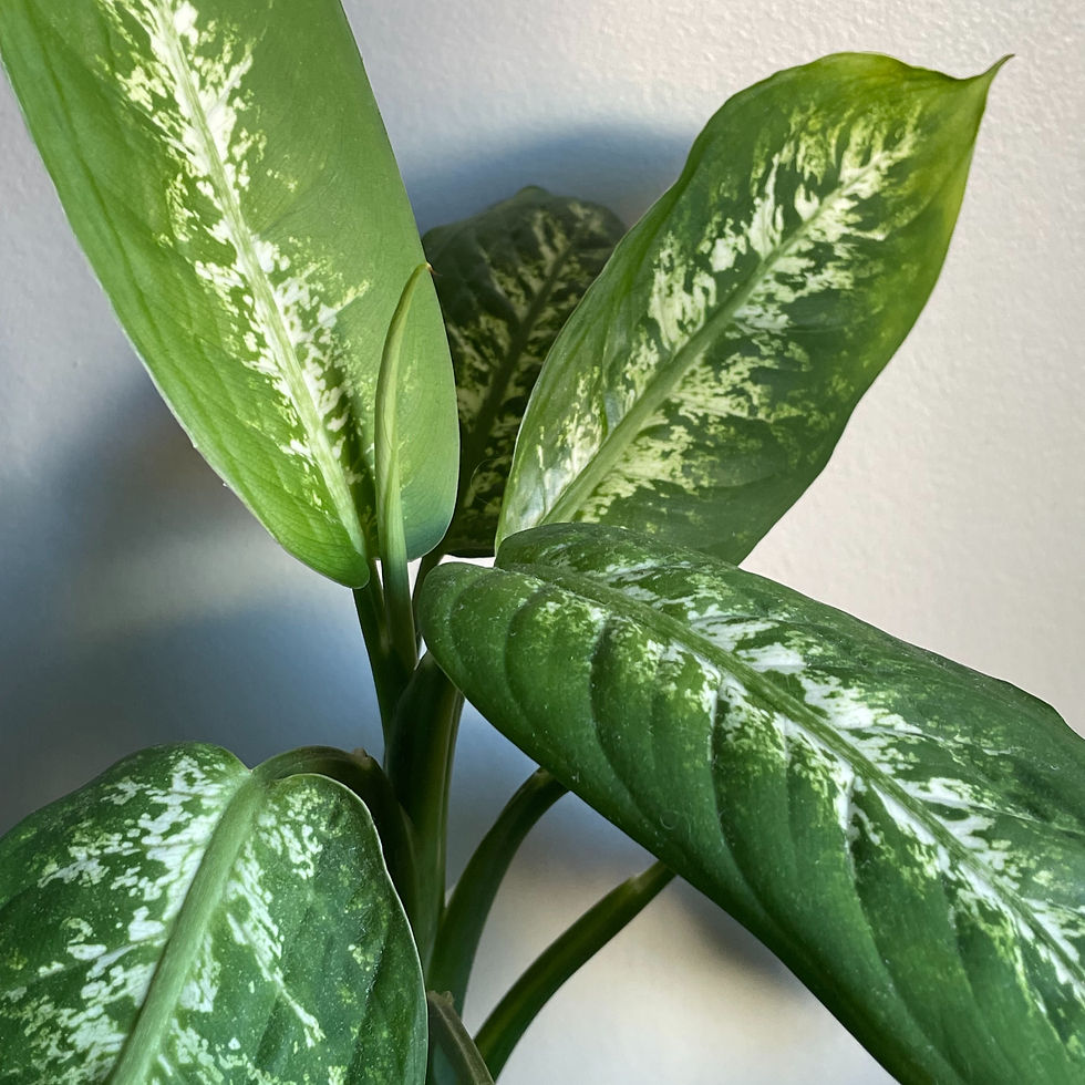 Διφενμπάχια