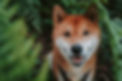 Hund Shiba Inu im Farn