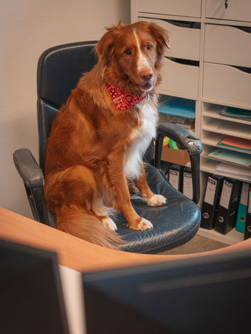 Bürohund sitz auf dem Börostuhl